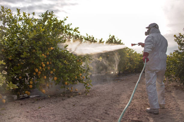 Best Flea Control Services  in Doney Park, AZ