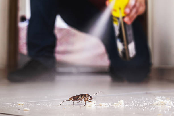 Spider Control Near Me in Doney Park, AZ
